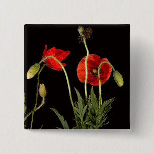 Vibrant Red Poppies On Black 2 Inch Square Button