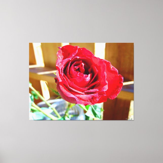 Vibrant Red Rose in Sunlight Canvas Print (Front)