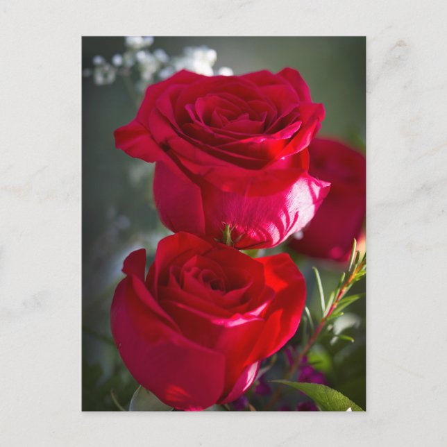Vibrant Romantic Red Roses Postcard (Front)