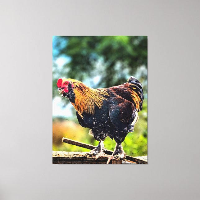 Vibrant Rooster Perched on Fence Canvas Print (Front)