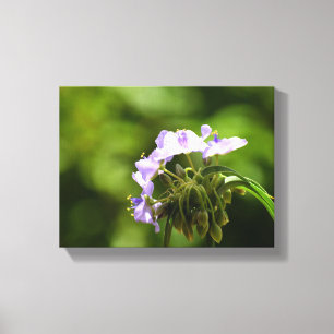 Vibrant Spider wort flower Canvas Print