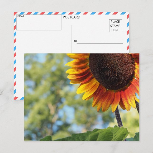 Vibrant Summer Sunflower Postcard (Front/Back)