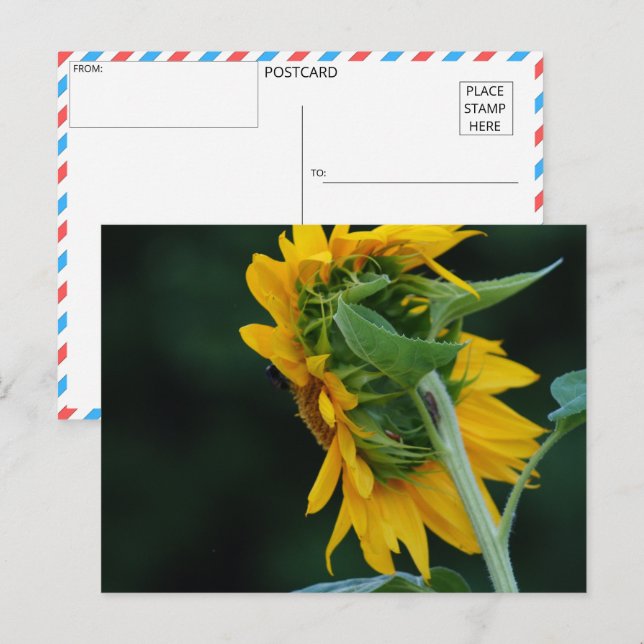  Vibrant Sunflower Elegance Postcard (Front/Back)