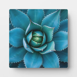 Vibrant Teal Agave Succulent Macro Geometric Plaque