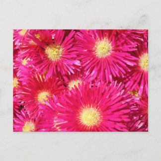 Vibrant trailing ice plant postcard