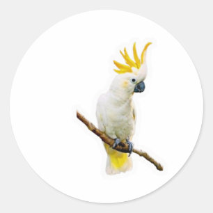 Vibrant Tropical Cockatoo - Exotic Indonesian Parr Classic Round Sticker