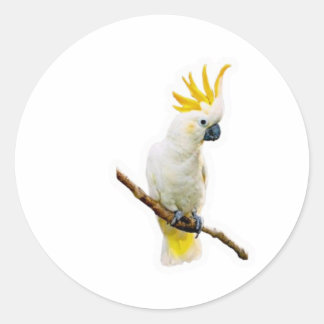 Vibrant Tropical Cockatoo - Exotic Indonesian Parr Classic Round Sticker