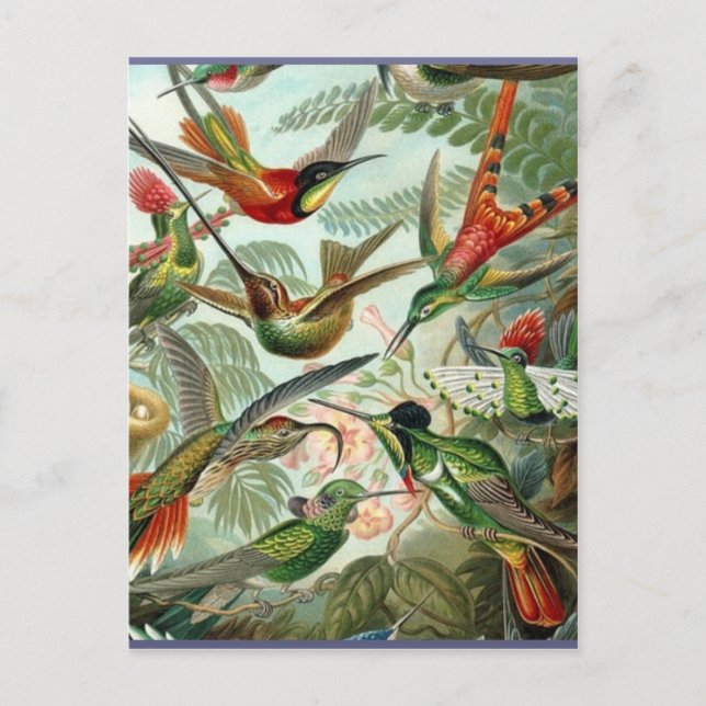 Vibrant Vintage hummingbirds art exotic tropical Postcard (Front)