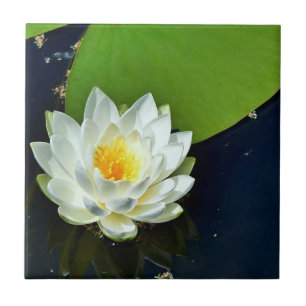 Vibrant White Water Lily Photo Tile