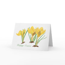 Vibrant Yellow Crocus Flowers Happy Easter