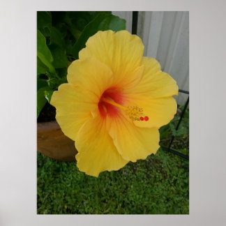 Vibrant Yellow Hibiscus Bloom Poster