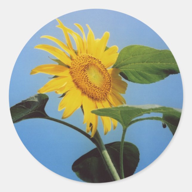Vibrant Yellow Sunflower Flowers in Blue Sky Classic Round Sticker (Front)