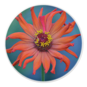 Vibrant Zinnia Ceramic Knob