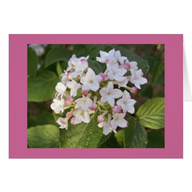 Viburnum blossom (Front Horizontal)