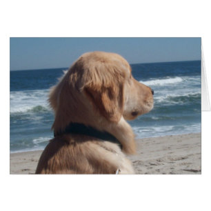 Vice-roi à la plage