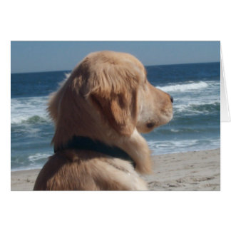 Vice-roi à la plage