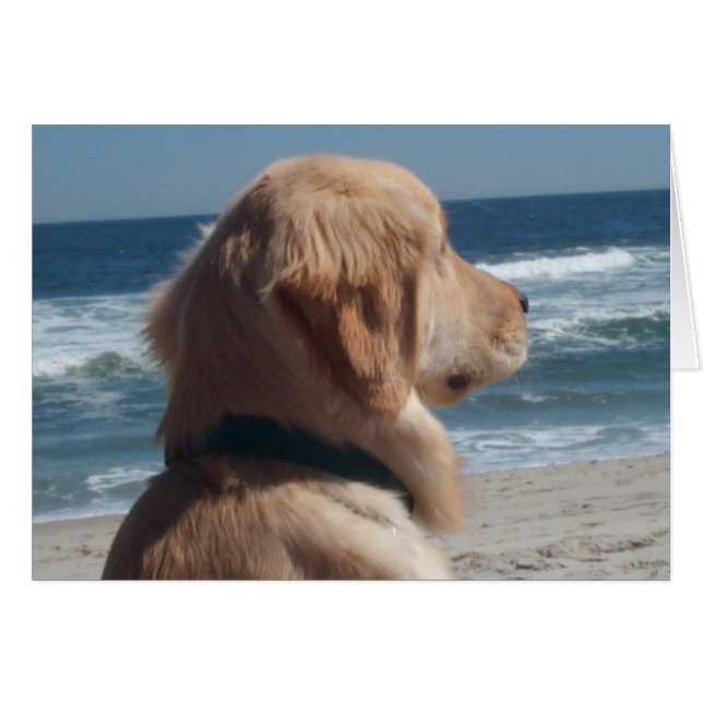 Vice-roi à la plage (Devant Horizontal)