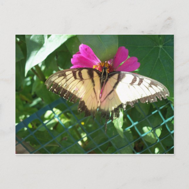 Viceroy Butterfly, 1 Postcard (Front)