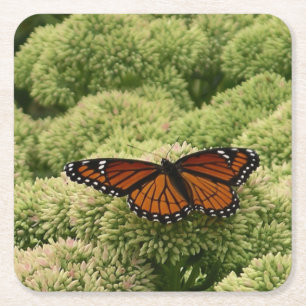Viceroy Butterfly Beautiful Nature Photography Square Paper Coaster