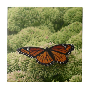Viceroy Butterfly Beautiful Nature Photography Tile