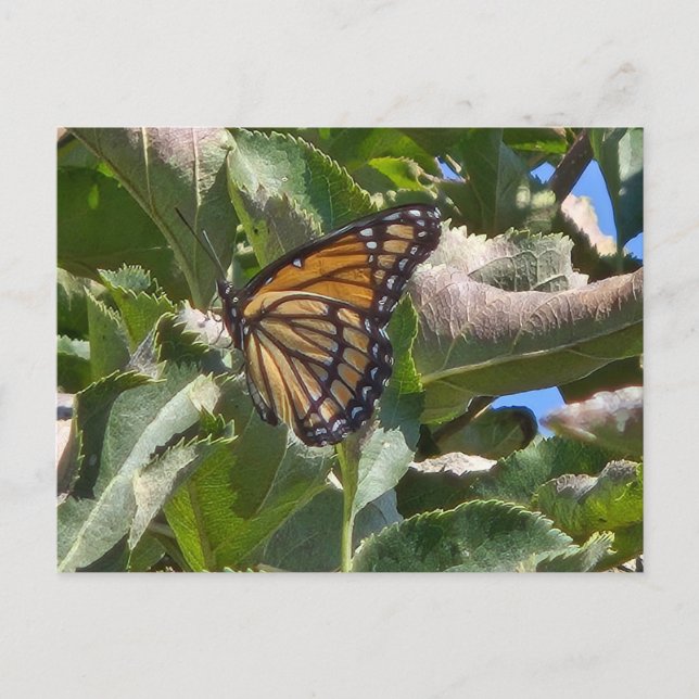 Viceroy butterfly holiday postcard (Front)