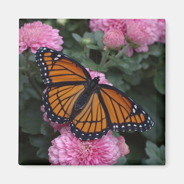 viceroy butterfly magnet (Front)