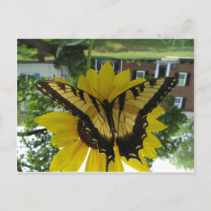 Viceroy Butterlfy Postcard