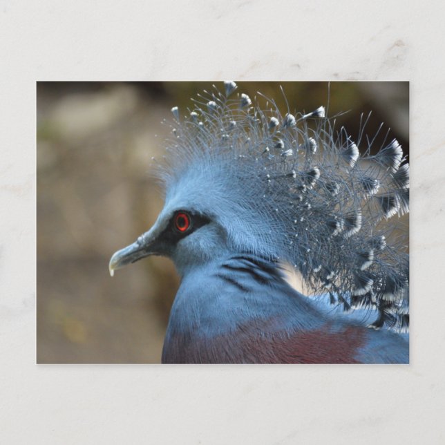 Victoria Crowned Pigeon Postcard (Front)
