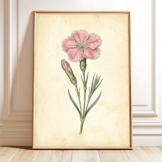 Victorian Botanical Dianthus Wall Art
