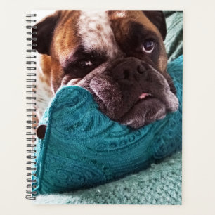Victorian Bulldog Photo 8x11 Carnet