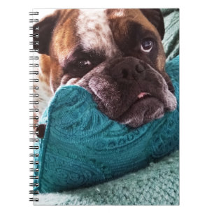 Victorian Bulldog Photo 9x6 Notebook