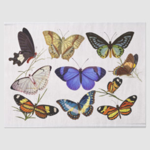 Victorian Butterlies Tissue Paper