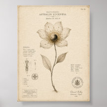 Victorian Celestial Botanical Museum Print
