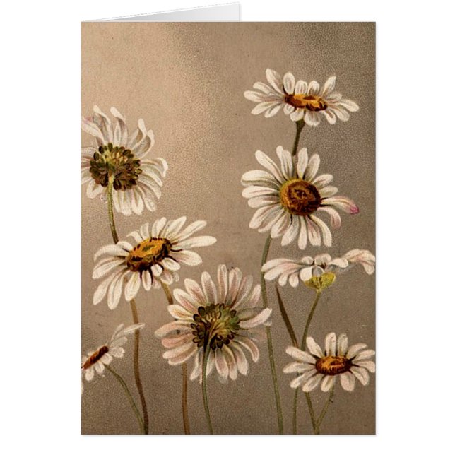 Victorian Daisies (Front)