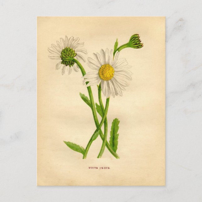 Victorian Daisy Study Postcard (Front)