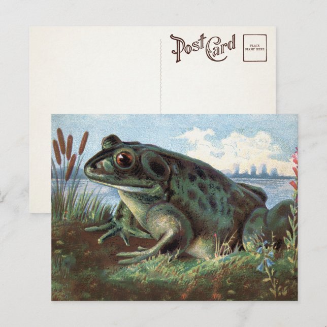 Victorian Frog Art Postcard  (Front/Back)
