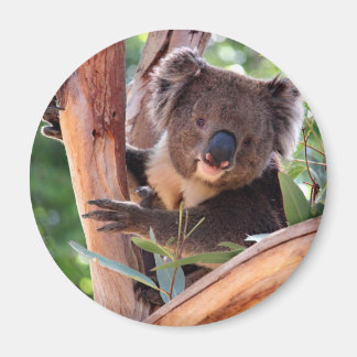 Victorian Koala Magnet