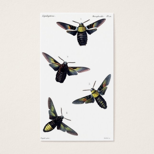 Victorian Moths (Front)