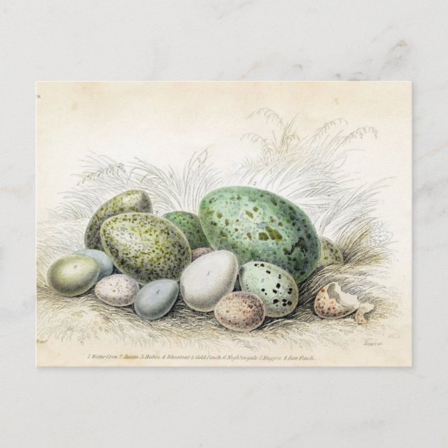 Victorian Print of Various Bird Eggs Postcard (Front)