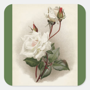 Victorian White Roses Green Square Sticker
