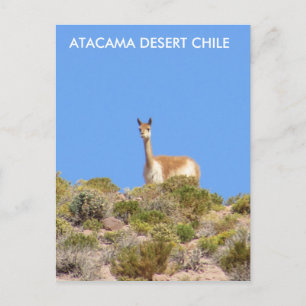 Vicuna Atacama Desert, Chile Postcard - Vertical