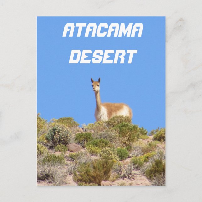 Vicuna Atacama Desert, Chile Postcard - Vertical (Front)