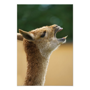 Vicuna Showing His Teeth Photo Print