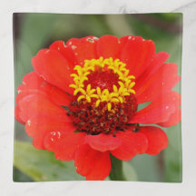 Le Zinnia Rouge