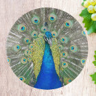 Plumage bleu Peacock