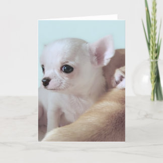 Vieille chiots de chiwawa carte de voeux de 4 de