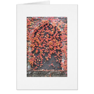 Vieille fenêtre avec le lierre rouge