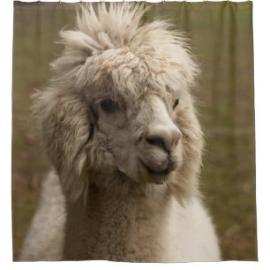 VIENNA WIEN ÖSTERREICH AUSTRIA ALPAKA LAMA ANIMAL