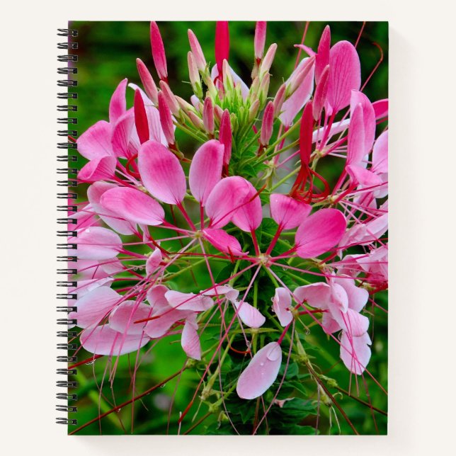 Vietnam - flower on Ha Giang plateau Notebook (Front)