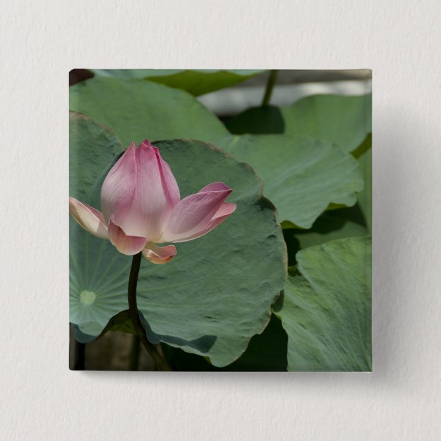 Vietnam, near Saigon) My Tho. Vinh Trang 2 Inch Square Button (Front)